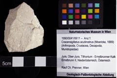 Foto (Objket + Etiketten) von Cracensigillatus acutirostrus (Moericke, 1889) 